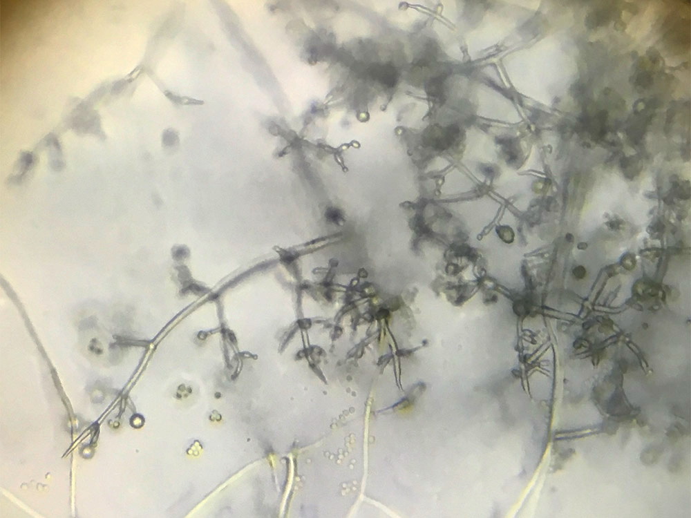 Mycélium Trichoderma