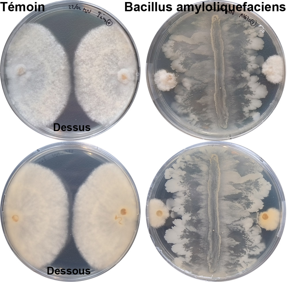 Effet d'une souche de Bacillus sur Microdochium nivale isolé sur gazon