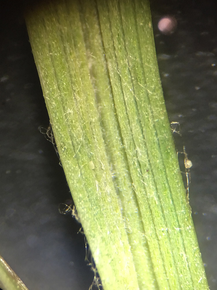 Mycélium de Pyricularia oryzae sur raygrass anglais