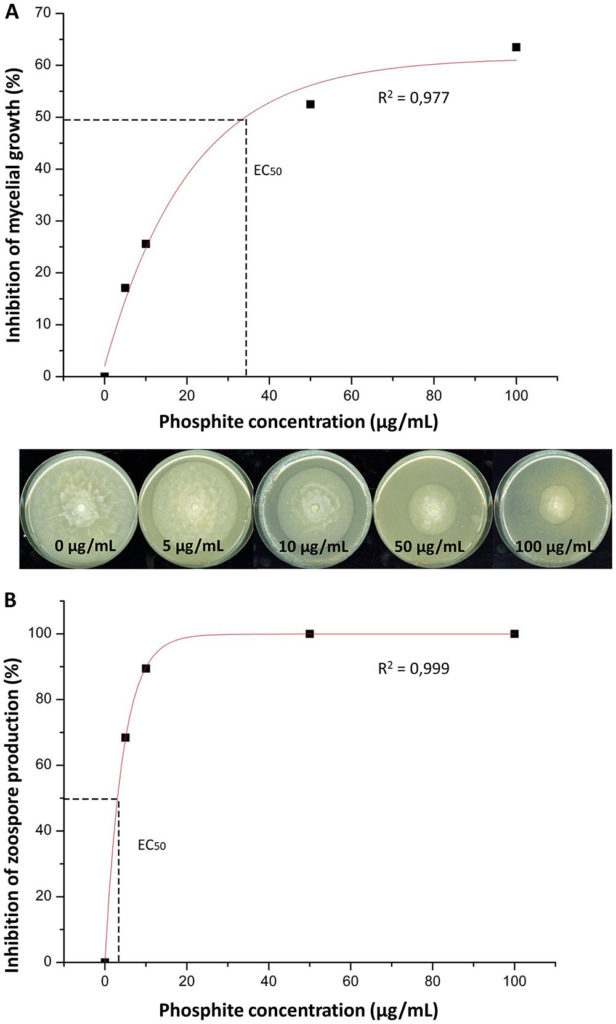 Effet de différentes concentrations de phosphonates sur la croissance mycélienne de Phytophtora (A) et sur la production de zoospore (B). Courbes d'inhibition en fonction de la concentration testée et illustration du EC50.