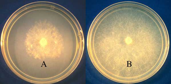 Effet in-vitro des phosphates (B) et des phosphonates (A) sur Pythium sur milieu gélosé à base de semoule de maïs. En présence de phosphites, la souche de Pythium est inhibée alors qu'elle ne l'est pas en présence de phosphates.