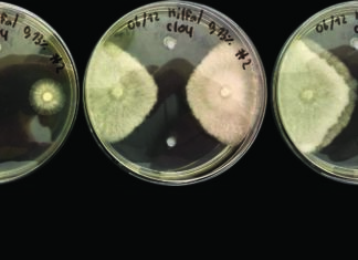 Comprendre la résistance aux fongicides