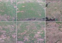 Le point sur les agrostides pour greens de golf : synthèse des essais mondiaux