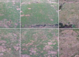 Le point sur les agrostides pour greens de golf : synthèse des essais mondiaux