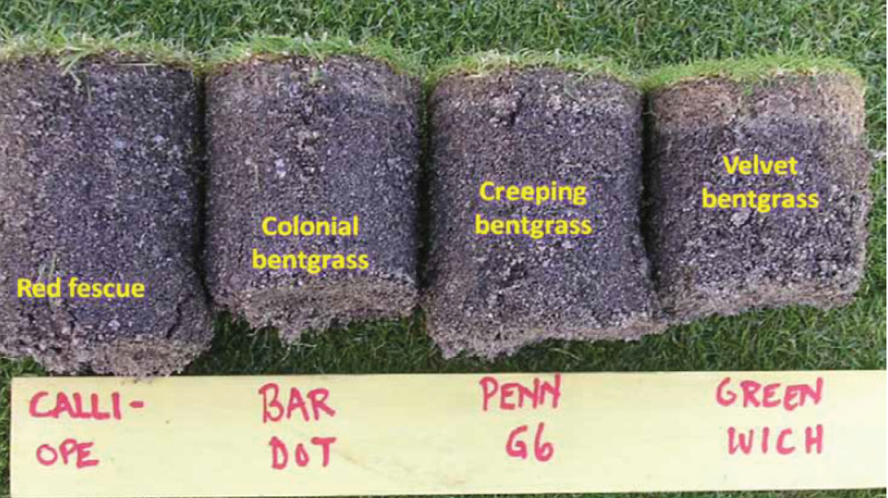 Différence de production de feutre entre les différentes agrostides.