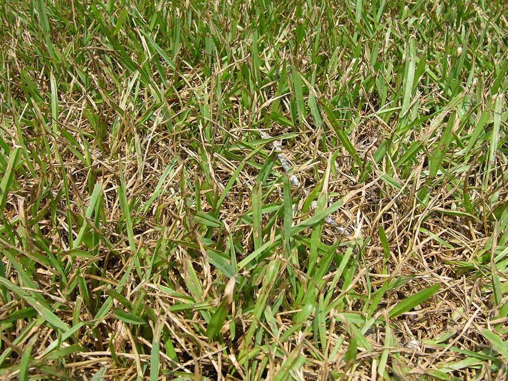Gray Leaf Spot sur Saint Augustine Grass