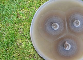 Pyriculariose du gazon : point sur la maladie et solutions à mettre en oeuvre