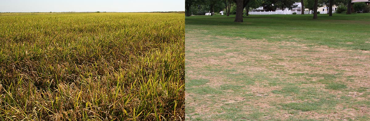 dégâts sévères causés par P. Grisea sur riz (Rice Blast) à gauche et sur gazon (Gray Leaf Spot) à droite