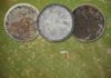 Dollar Spot : Sclerotinia Homoeocarpa n’est plus : place à Clarireedia Dollar spot header