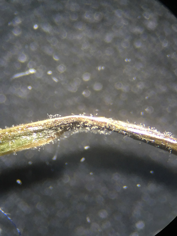 Sporulation de Pyricularia oryzae sur raygrass anglais