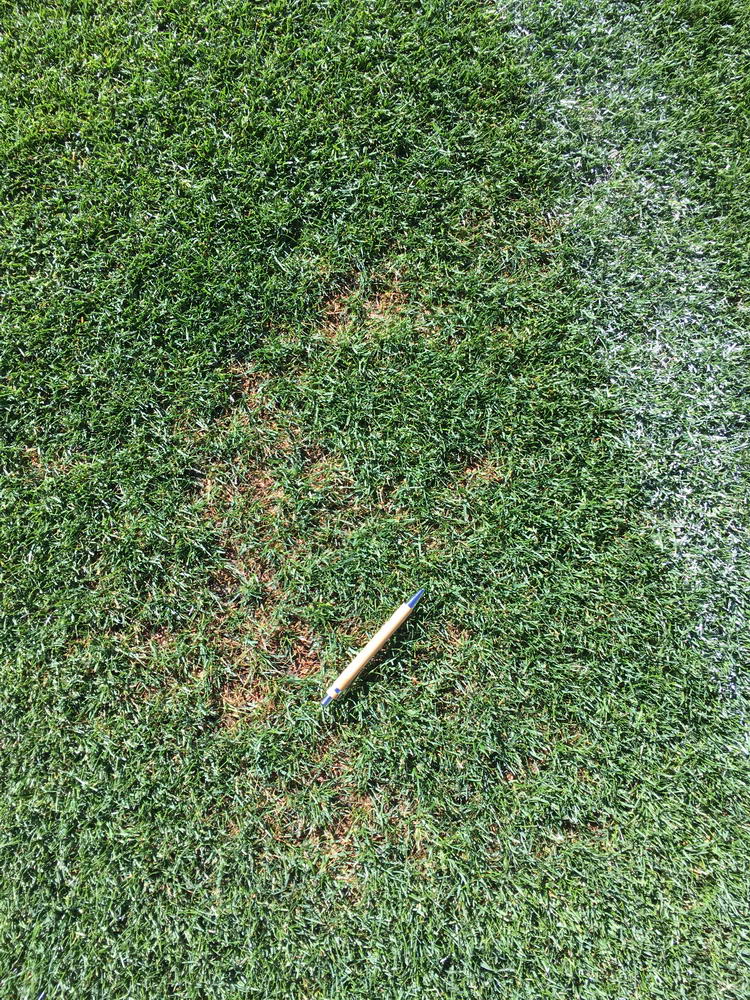 Pyricularia oryzae sur raygrass anglais - terrain de football