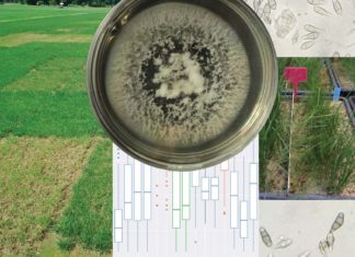 Sélection variétale et Pyriculariose du gazon Bandeau pour la synthèse d'essais sur Pyricularia