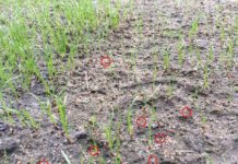 Coefficient d’utilisation de l’azote lors d’une rénovation d’un terrain hybride : ça donne quoi? Jeune semis de raygrass et engrais