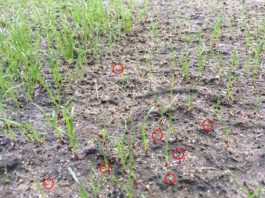 Coefficient d’utilisation de l’azote lors d’une rénovation d’un terrain hybride : ça donne quoi? Jeune semis de raygrass et engrais