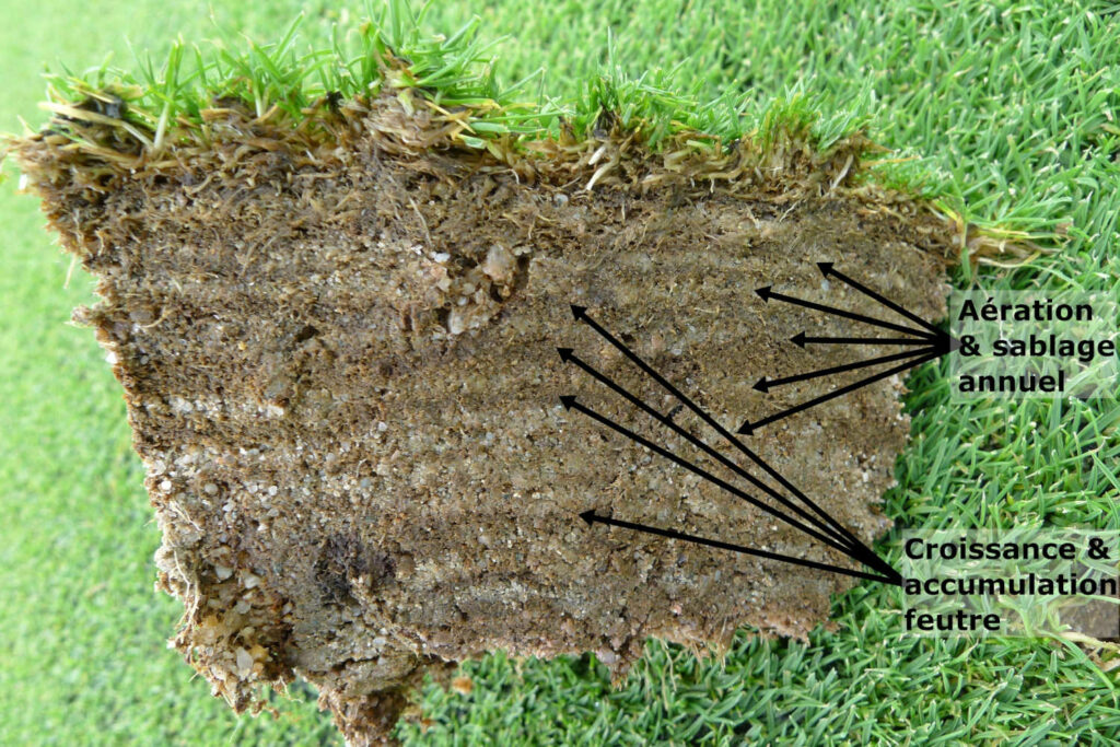 Accumulation de feutre d'agrostide sur green de golf