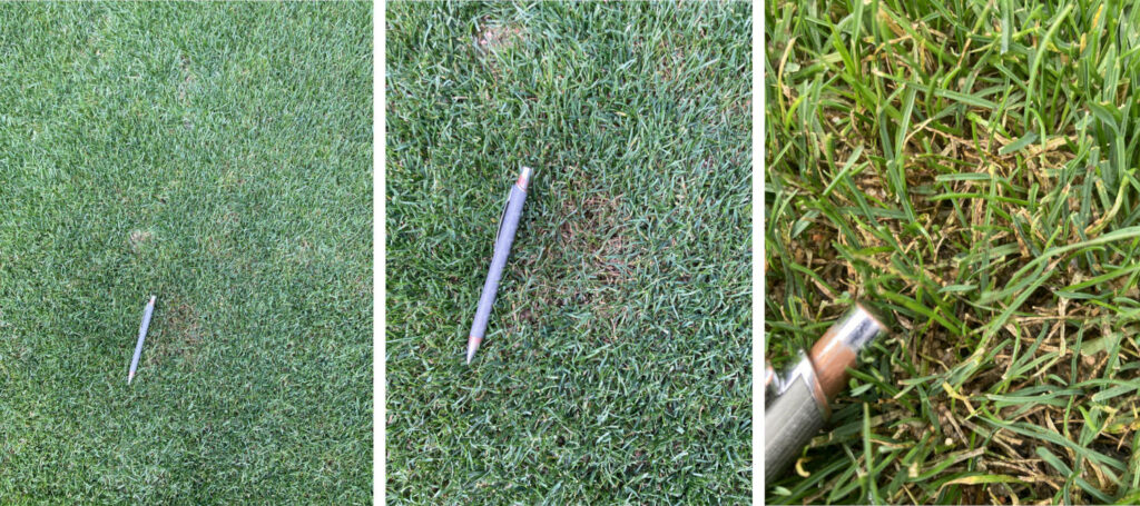 Symptômes de Bipolaris spp. et Dreschslera spp. sur le terrain